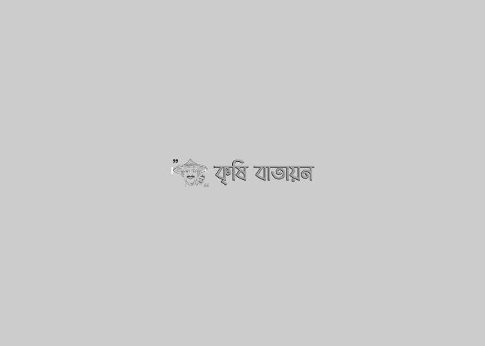 এ সময়ের শাক সবজি