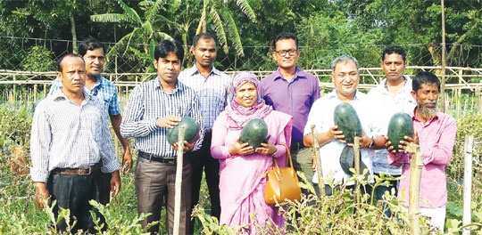 বেবি তরমুজে কৃষকের সাফল্য