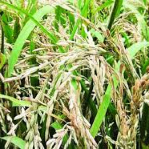 ধানের ব্লাস্ট রোগ