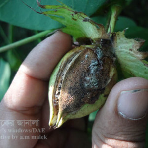 তুলার এনথ্রাকনোজ রোগ