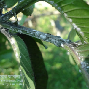 পেয়ারার মিলিবাগ বা ছাতরা পোকা