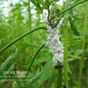 পাটের মিলিবাগ বা ছাতরা পোকা