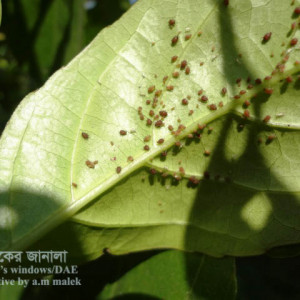 জলপাইয়ের জাপ পোকা