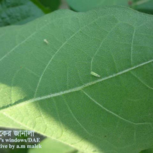 তুলার জেসিড পোকা