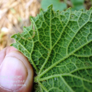 বাঙ্গির থ্রিপস পোকা